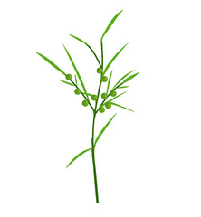 Fototapeta na wymiar vector illustration of Asparagus racemosus (Shatavari); Young fruit is green on a white background