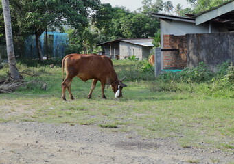 A domestic cow tied up by a rope to a trunk is eating grass in semi urban area