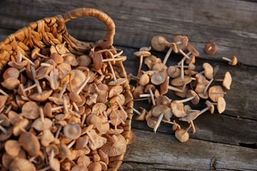 a lot of edible mushrooms lies in a wicker basket