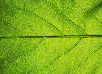 Close up leaf texture. Eco background

