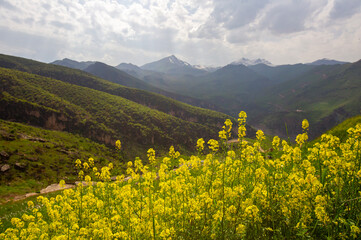 yellow spring flowers in the foreground and mountain scenery in the background, Cukurca, Hakkari
