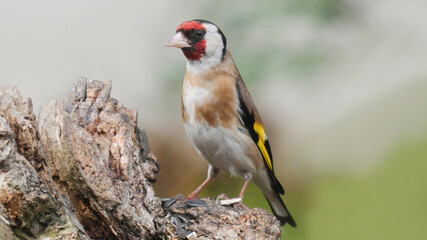 goldfinch