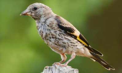 goldfinch