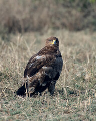 Steppe eagle or Aquila nipalensis observed in Greater Rann of Kutch in Gujarat