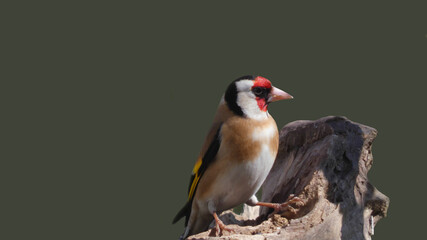 goldfinch