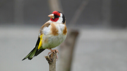 goldfinch