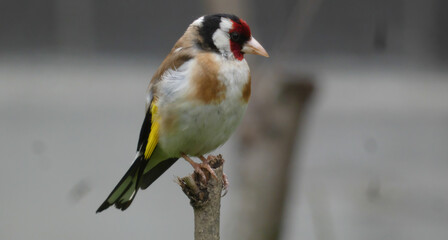 goldfinch