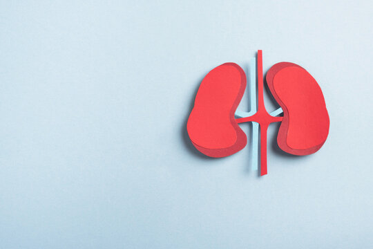 Human kidneys decorative model on pastel blue background. Chronic kidney disease, kidney stones, Nephrology concept. Top view, copy space