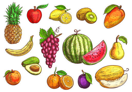 Fruits set. Sketch isolated vector tropical and exotic fruits. Color drawings of pineapple, banana, apple, avocado, peach, red grape, lemon, orange, watermelon, kiwi, plum, mango pear melon
