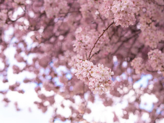 close up of blooming tree background and wallpaper,springtime