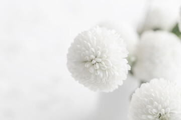 white chrysanthemums on white background close up