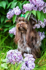 Yorkshire terrier dog sitting on the background of a flowering lilac bush