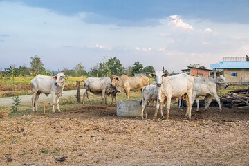 Group of Cows in the Outdoor Countryside Grassland, Rural Animal Farming in the Summer Morning