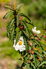 Close-up of Jaguarzo Morisco (Cistus salviifolius)