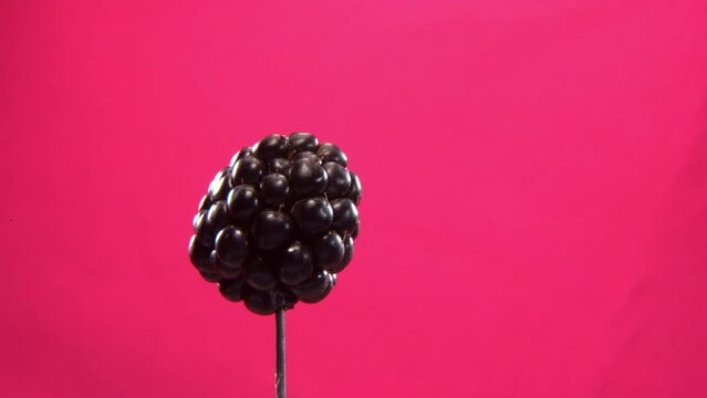 Blackberry rotating with loop on fuchsia screen for chroma key