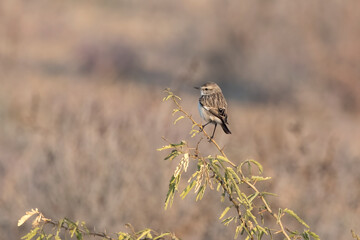 Stoliczka's bushchat or Saxicola macrorhynchus observed in Greater Rann of Kutch