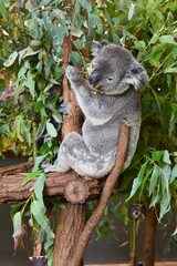 Koala