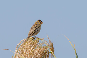 Streaked weaver or Ploceus manyar observed in Greater Rann of Kutch in Gujarat