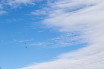 Three swifts and a small aircraft fly high in a blue sky with white clouds