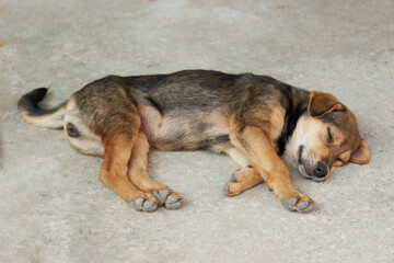 Cute puppy on cement floor. Small dog sleep on road. Stray puppy.
