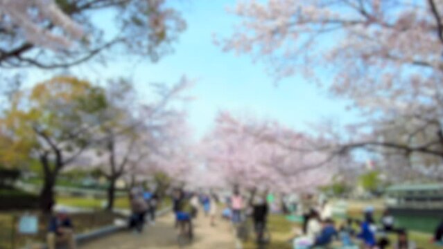 ぼかし背景素材: 満開の桜並木道を歩く花見見物の人々  4K  広島平和記念公園の桜風景  2023年3月30日