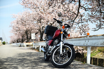 Obraz premium バイクと桜