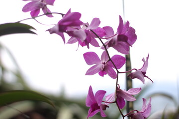 purple orchid isolated on white background