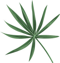 Papaya Leaf Illustration