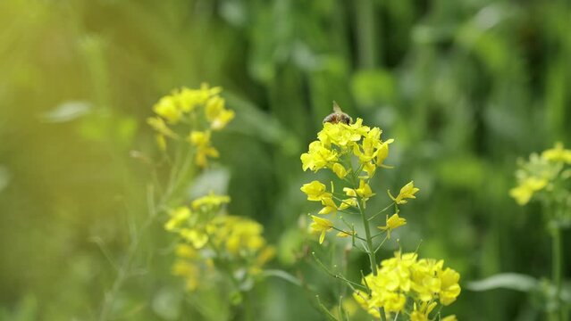 菜の花　ミツバチ