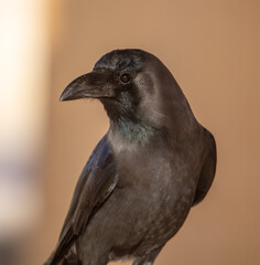 Portrait of a black crow in the park.