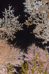 日本の美　夜桜風景
