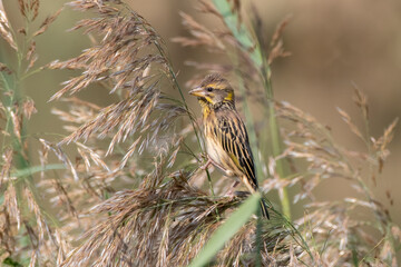 Streaked weaver or Ploceus manyar observed in Greater Rann of Kutch in Gujarat