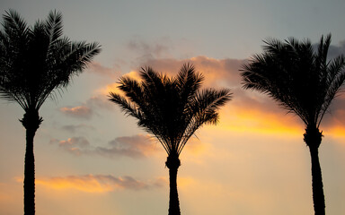 Black silhouettes of palm trees on the background of the sunset.