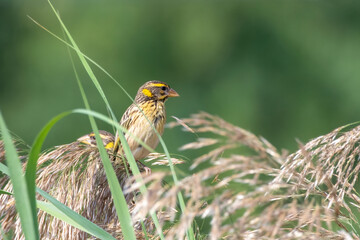 Streaked weaver or Ploceus manyar observed in Greater Rann of Kutch in Gujarat