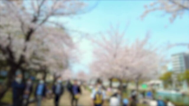 ぼかし背景素材: 花見客で混雑する満開の桜並木道を歩きながらPOVショット 4K  広島平和記念公園  2023年3月30日