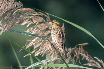 Streaked weaver or Ploceus manyar observed in Greater Rann of Kutch in Gujarat