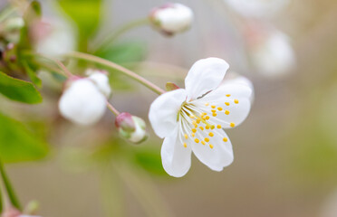 Flowers on a cherry tree in spring.