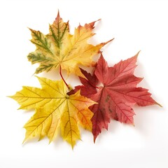Naklejka na ściany i meble autumn leaves isolated on white.