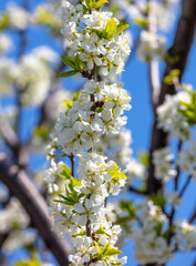 Flowers on a plum tree in spring.