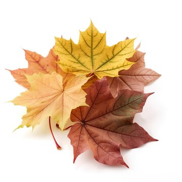 autumn leaves isolated on white.