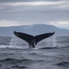 Obraz premium The tail of a humpback whale in the sea.