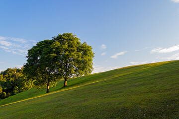 Fototapeta na wymiar Big couple trees on the hill at Doi Samer Dao in Si Nan National Park at Nan province, Thailand.