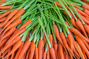 Freshly carrots in organic vegetable garden.