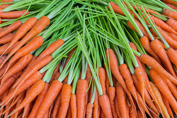Freshly carrots in organic vegetable garden.