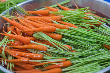 Freshly carrots in organic vegetable garden.