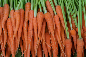 Freshly carrots in organic vegetable garden.