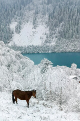 Wild horse near a mountain lake in winter among the snow