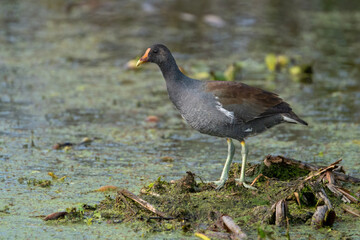 A Common Gallinule Perched on an Island