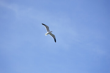 Seagull flying on clear blue sky