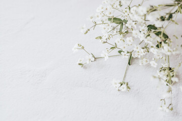 small white flowers on white background
